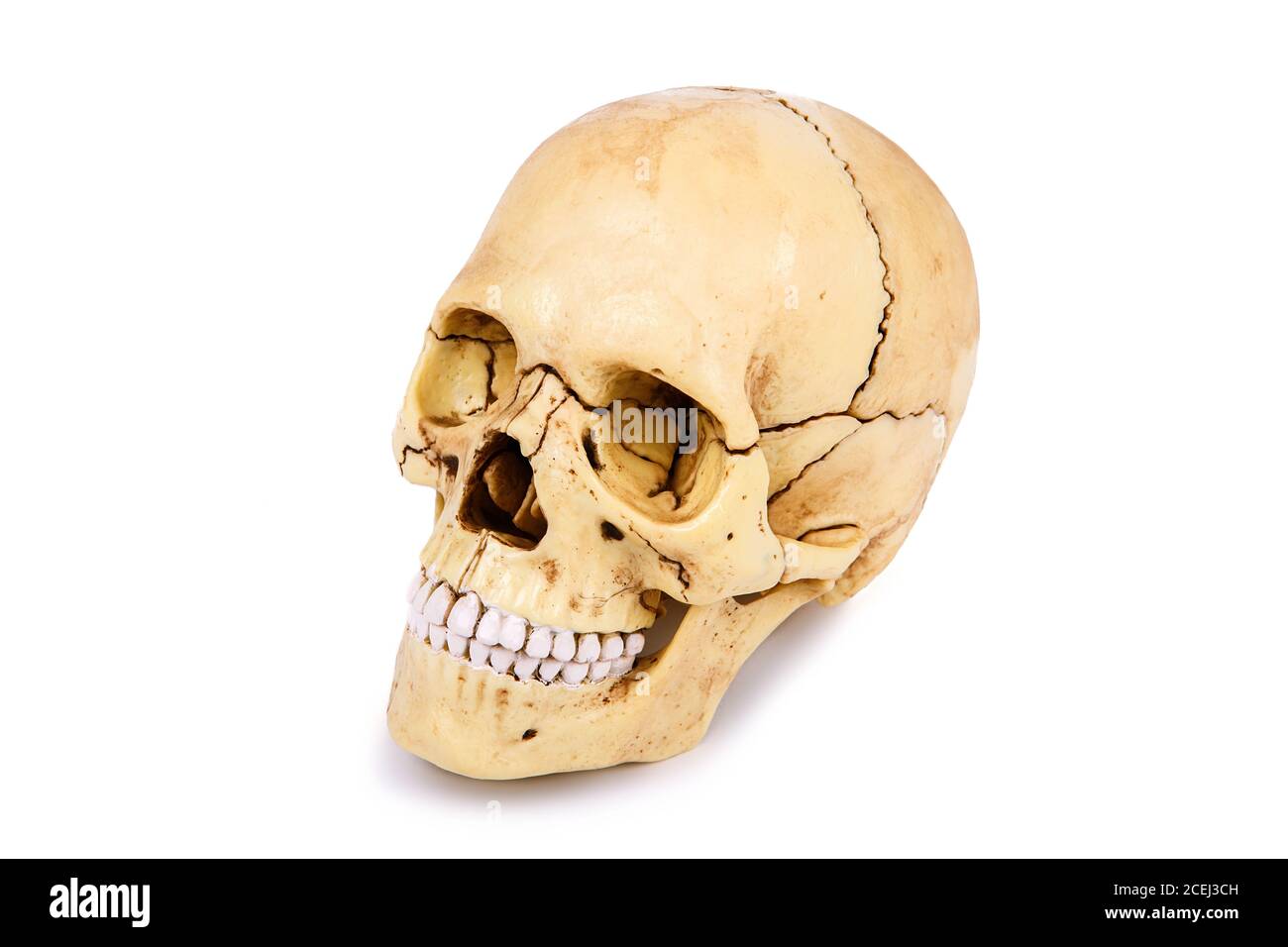 Human skull head isolated on white background Stock Photo