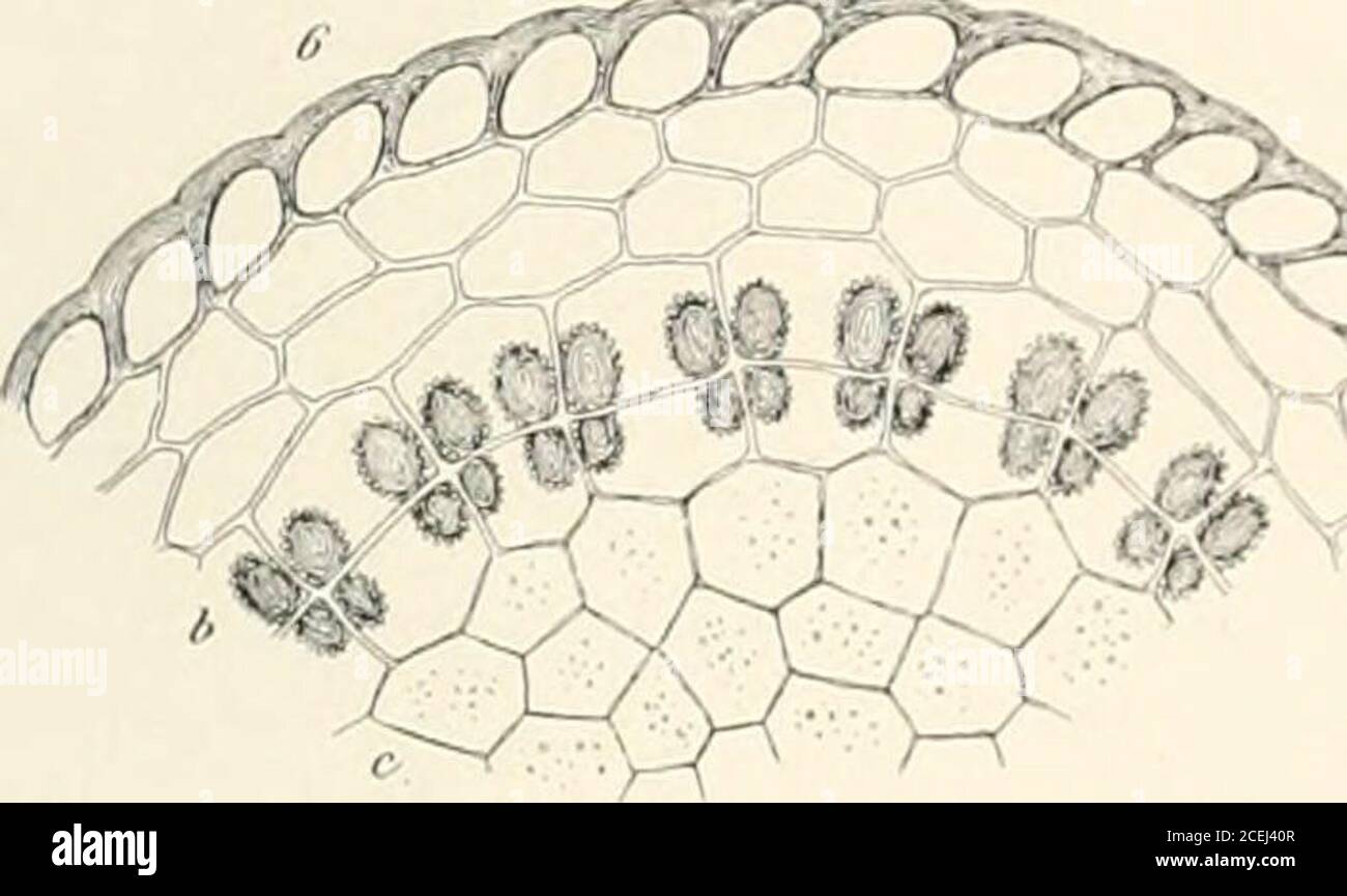 . Mosses with hand-lens and microscope : a non-technical hand-book of the more common mosses of the northeastern United States. is sectionshows clearly the method of formation of the double peristome. The teeth of the outer peristome are formedby thickenings, or plates, laid down on the inner and outer faces of the outer wall of a layer of cells extend-ing around the capsule; these thickenings are continued along the top and bottom walls of these cells to formthe transverse bars or trabecula;. The inner wall of this same layer of cells becomes thickened to form theinner peristome. 3 shows one- Stock Photo