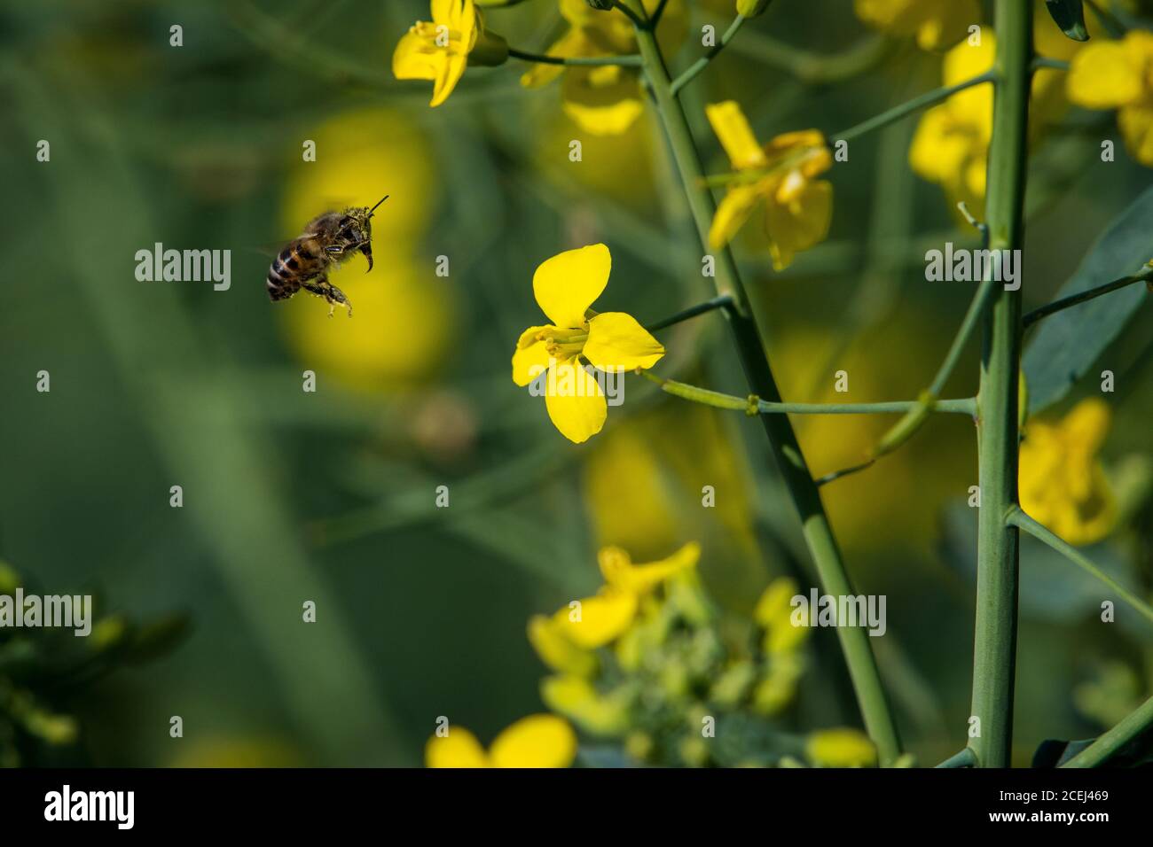 African Honey Bee Pollinating Canola Flowers Stock Photo Alamy