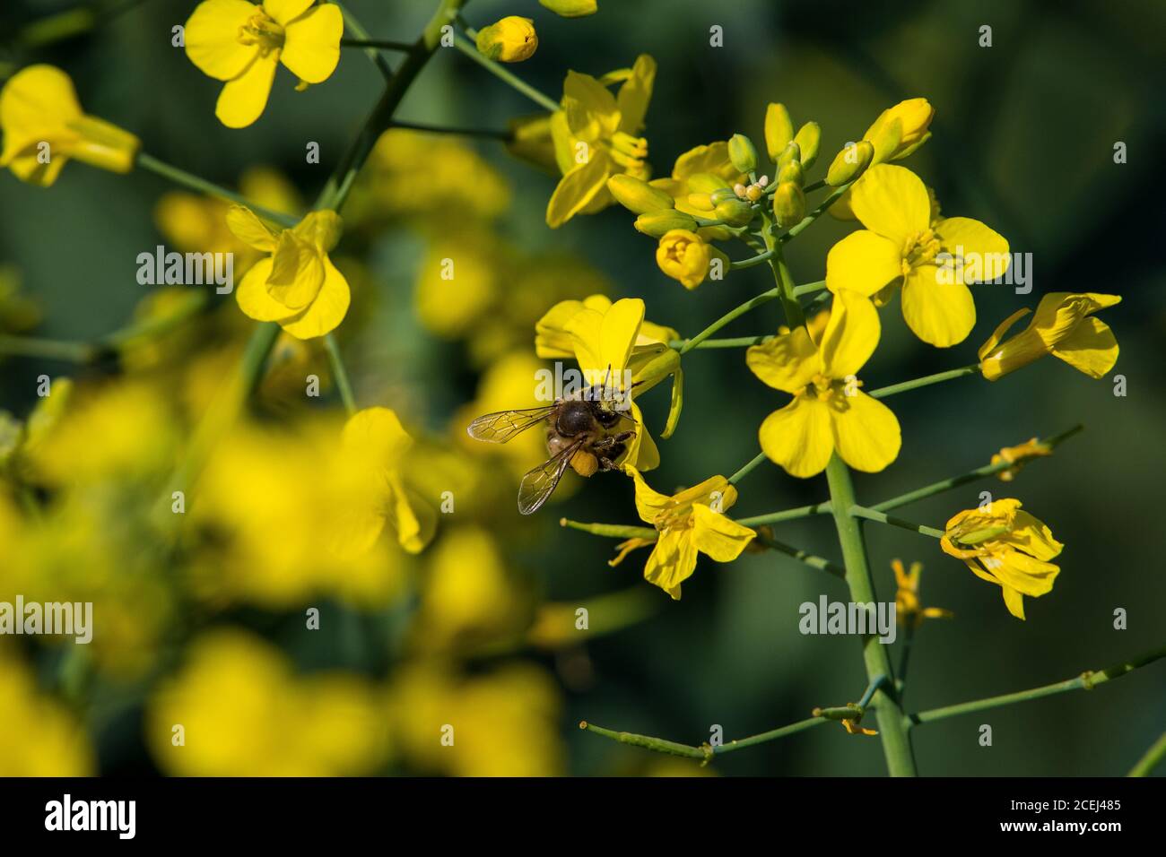 African Honey Bee Pollinating Canola Flowers Stock Photo Alamy