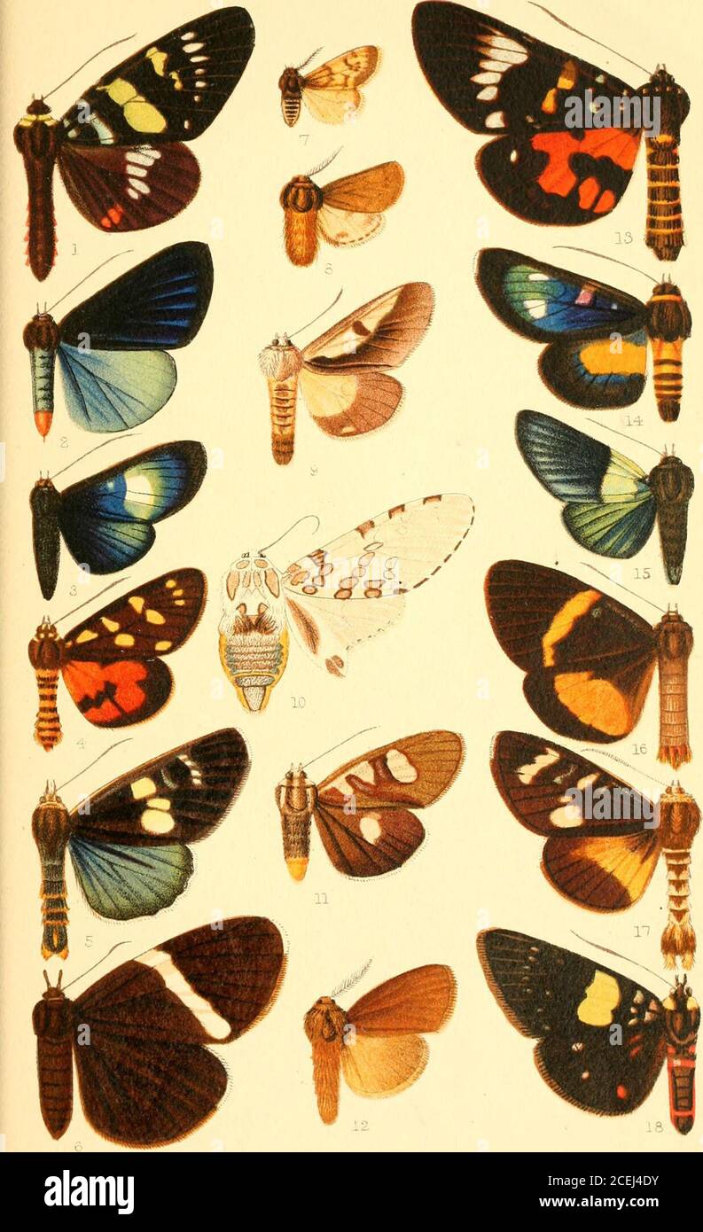 . Catalogue of the Lepidoptera Phalænæ in the British museum. Horac eJCraght iel. et litk. West.Newmari Ju-omo PLATE LI. 1. Etisemia sumhnna, J , 2. Imvietalia ci/anca, 2 • 3. Biirgena amcena, $ . 4. Eusemin eonnexa, S • 5. Scrohigera vidcania, J • 6. ,, niveifascinta, 2 ? 7. Mcmasjlavata, cJ. 8. ,, tenuis, d. 9. Eusehirropterus di self era, 9 10. Ecpantheria peruvcnsis, S . 11. Ilimettsemia centralis, $ . 12. Laora uhiana, c?. 13. Eusemia hisma, S • 14. Burgeiia splendkla, S • 15. „ clialyhcata, S • 16. Immetalia meeci, c? • 17. Scrobigera vaciUans, 6 . 18. Eusemia negrita, S • Vol. HI. p. 52 Stock Photo