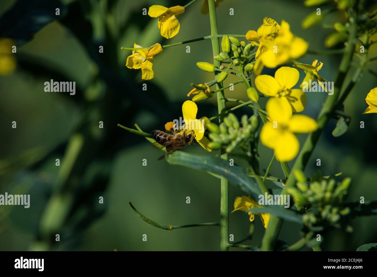 African Honey Bee Pollinating Canola Flowers Stock Photo Alamy