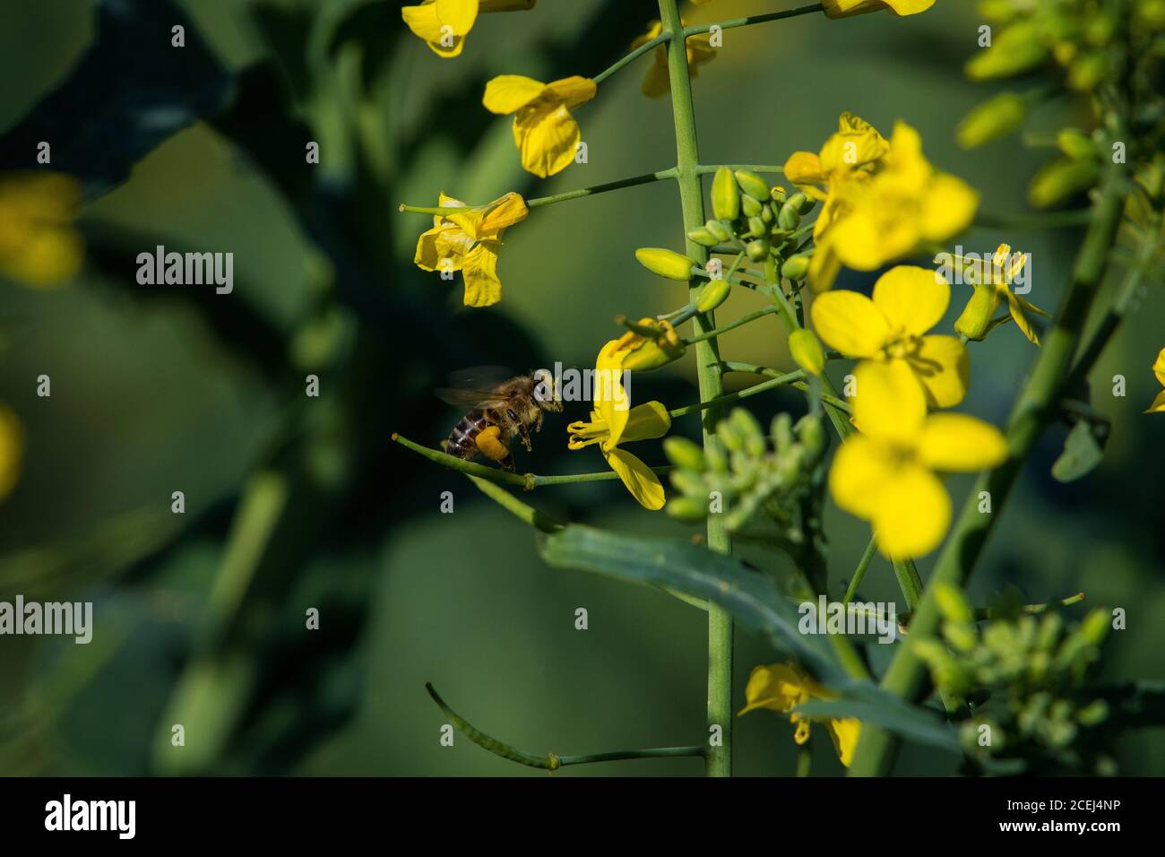 African Honey Bee Pollinating Canola Flowers Stock Photo Alamy