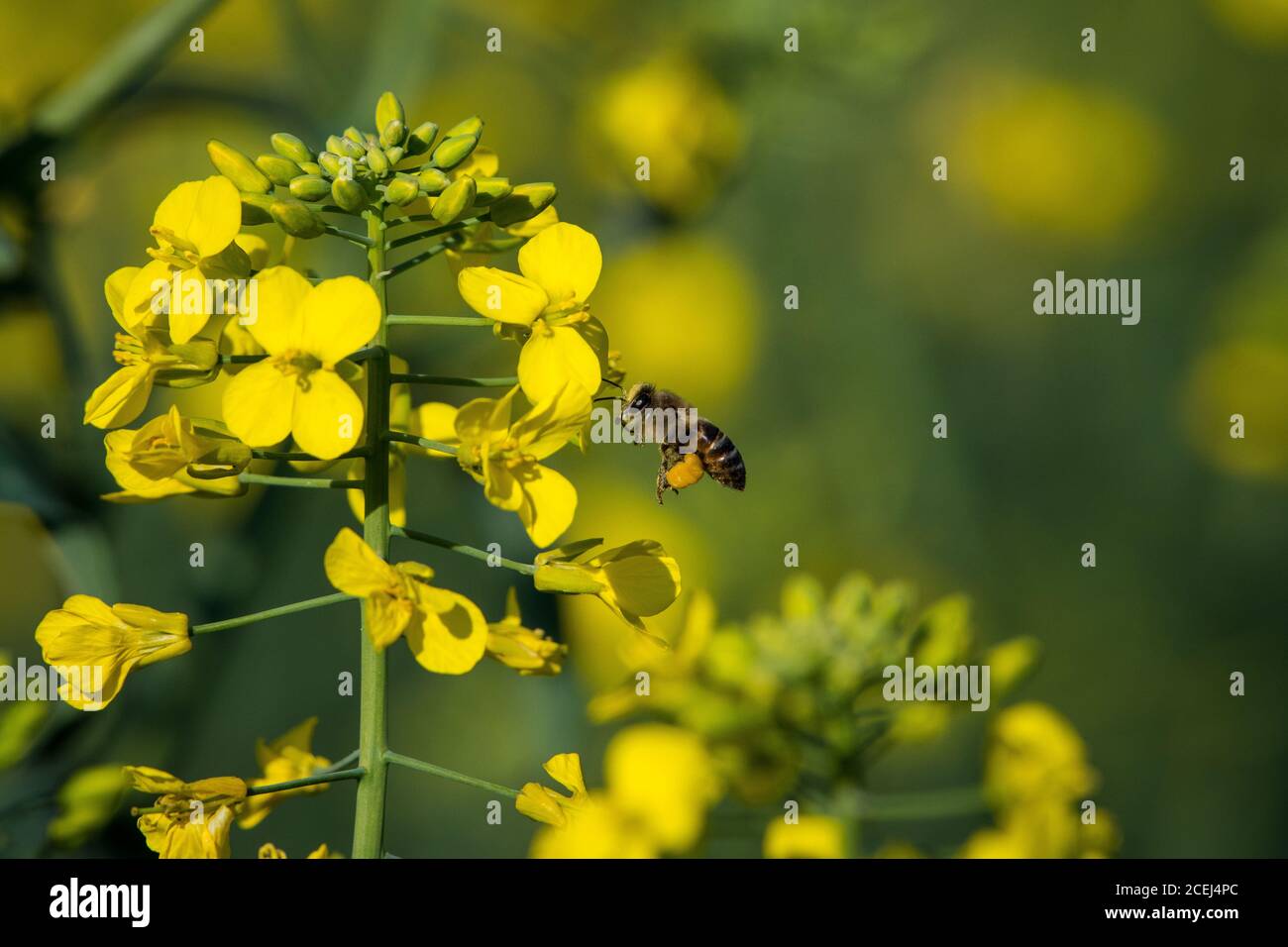African Honey Bee Pollinating Canola Flowers Stock Photo Alamy