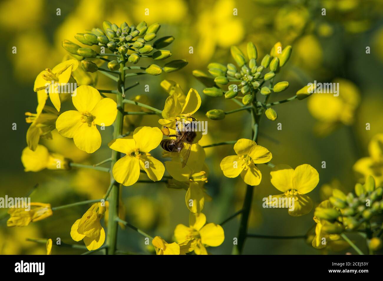 African Honey Bee Pollinating Canola Flowers Stock Photo Alamy