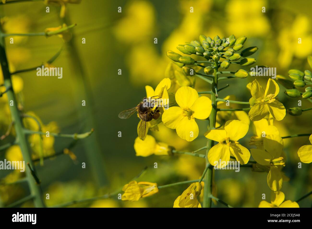 African Honey Bee Pollinating Canola Flowers Stock Photo Alamy