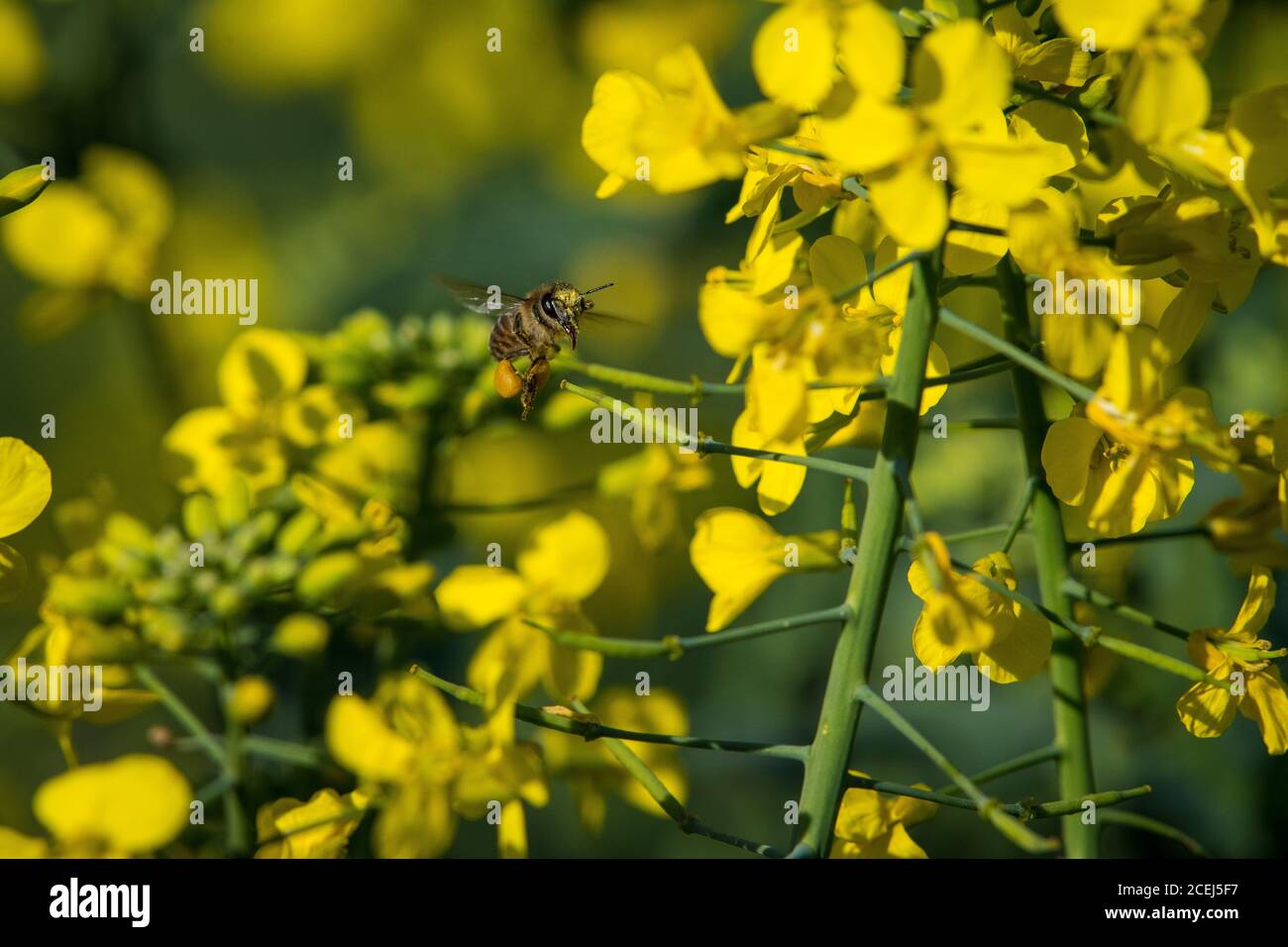 African Honey Bee Pollinating Canola Flowers Stock Photo Alamy