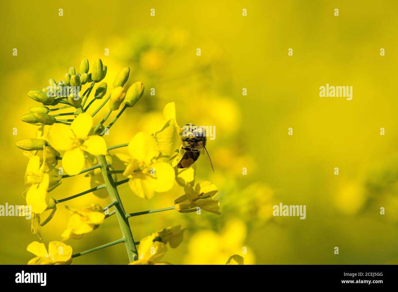 African Honey Bee Pollinating Canola Flowers Stock Photo Alamy