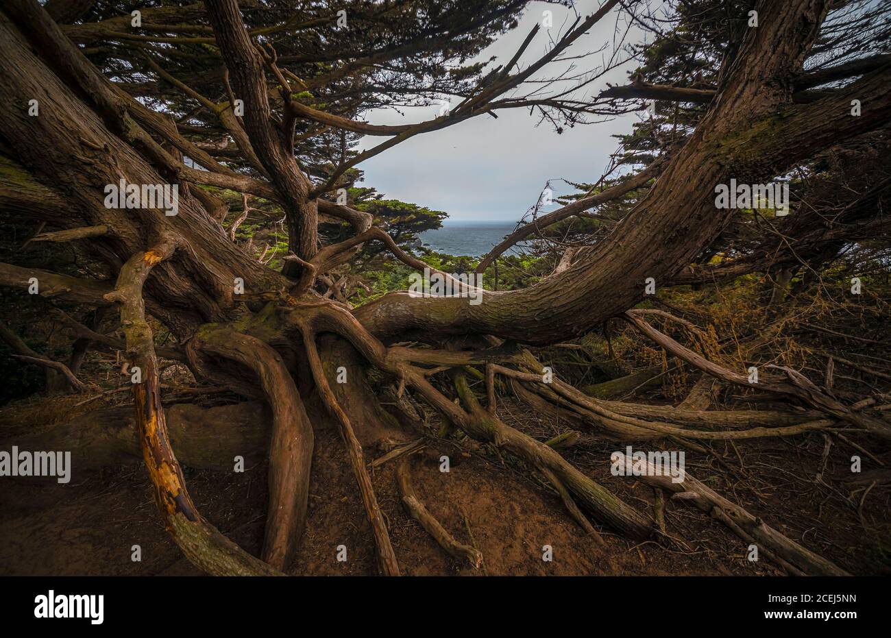 Twisted gnarled cypress tree roots on the side of a coastal cliff on Lands End trail with the Bay in the background in San Francisco, California USA Stock Photo