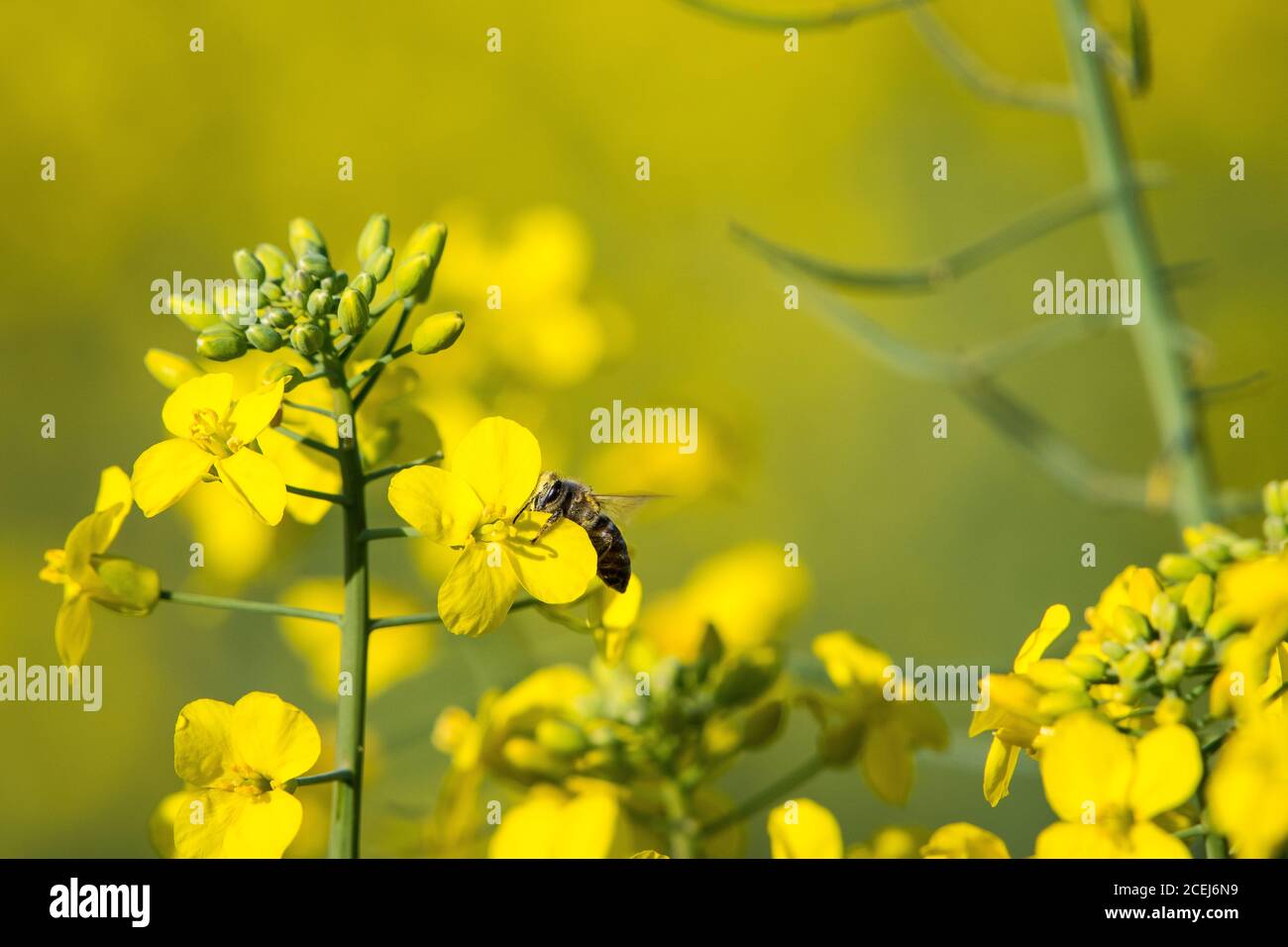 African Honey Bee Pollinating Canola Flowers Stock Photo Alamy