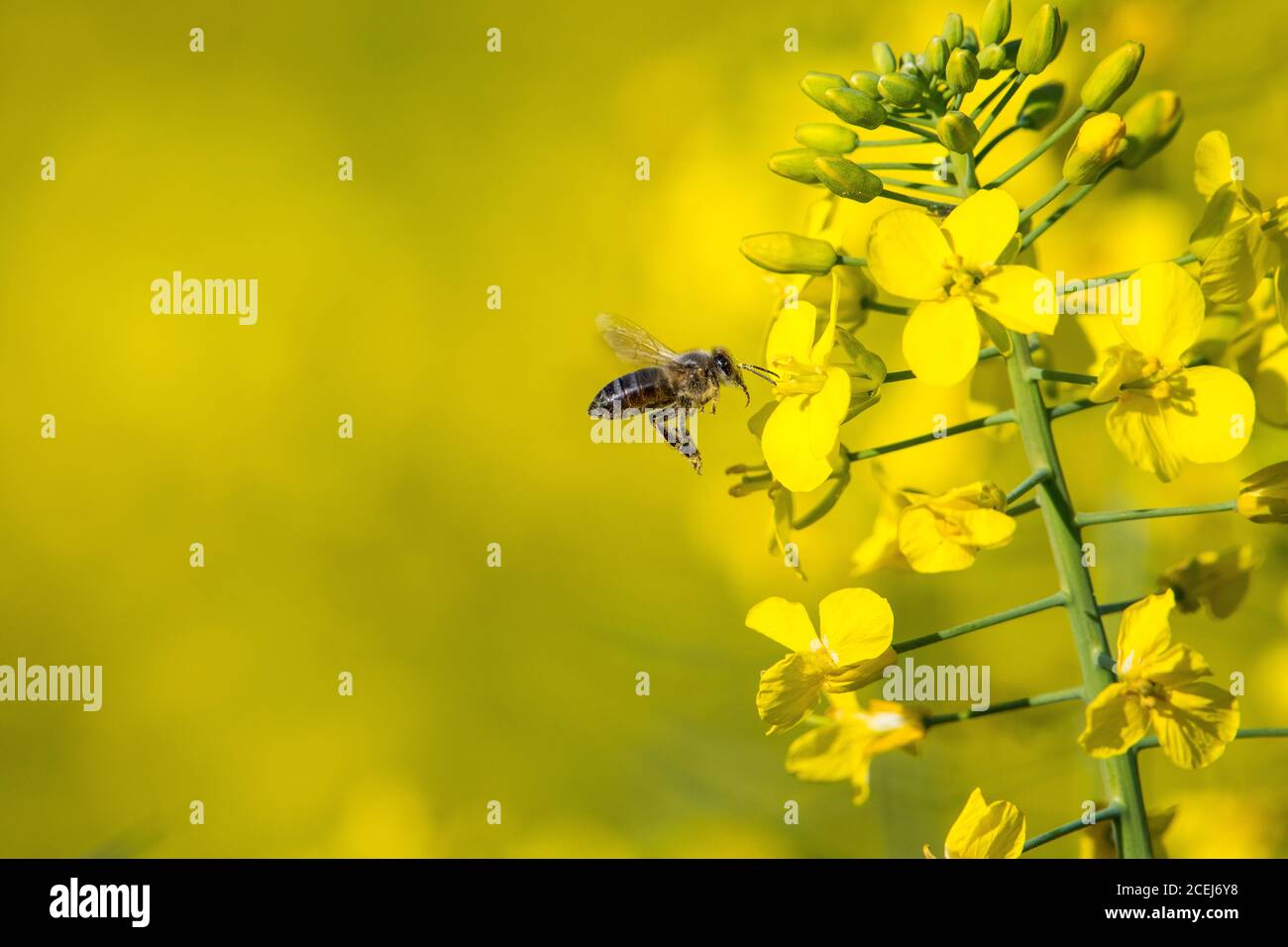 African Honey Bee Pollinating Canola Flowers Stock Photo Alamy
