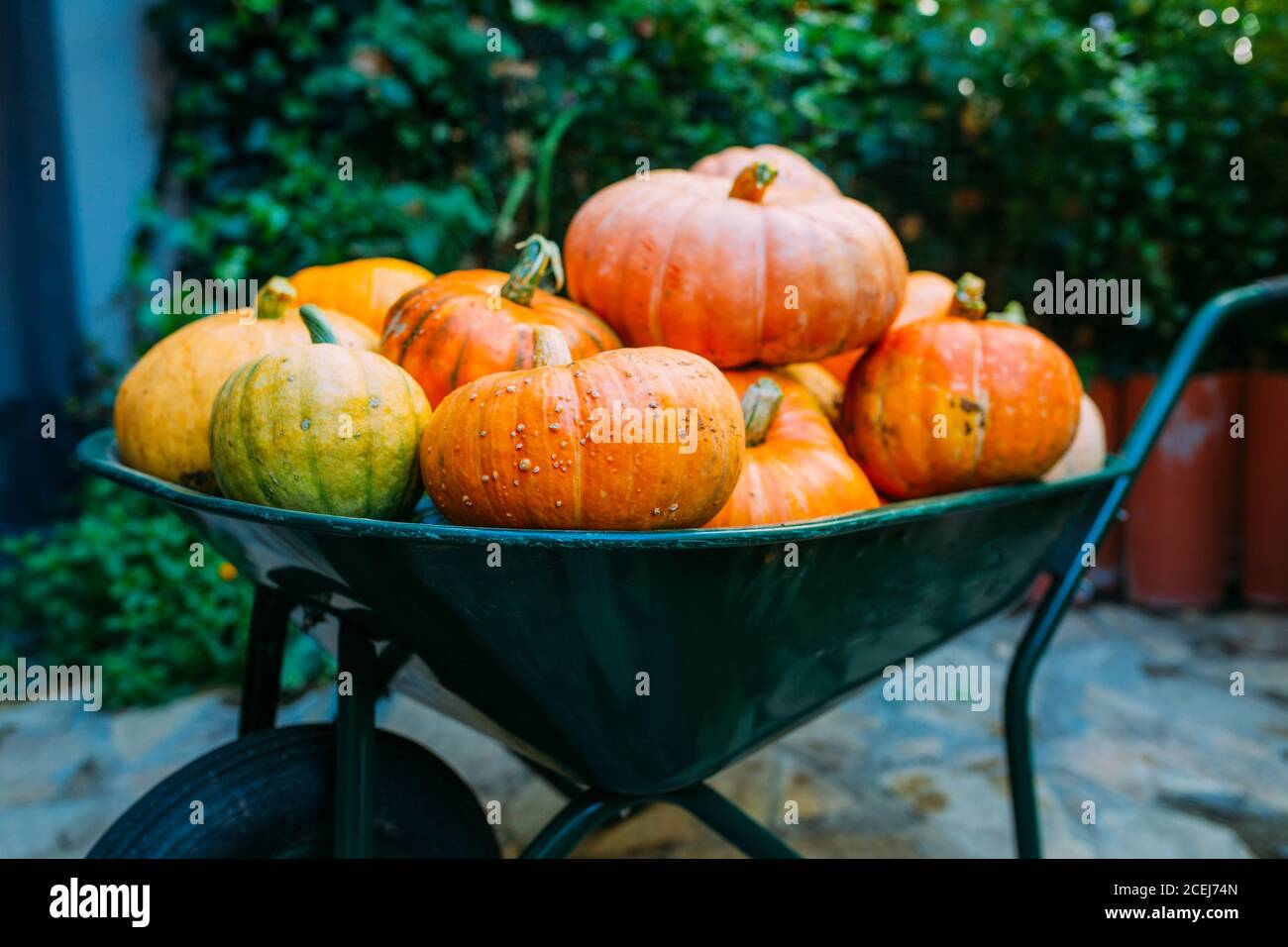 Harvest of pumpkins in a wheelbarrow Stock Photo - Alamy