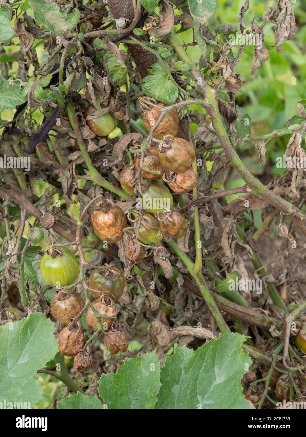 Tomato plant and its tomatoes seen badly affected by tomato blight. Stock Photo