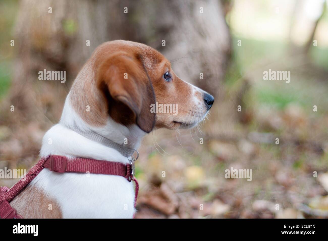 profile of a puppy looking forward Stock Photo
