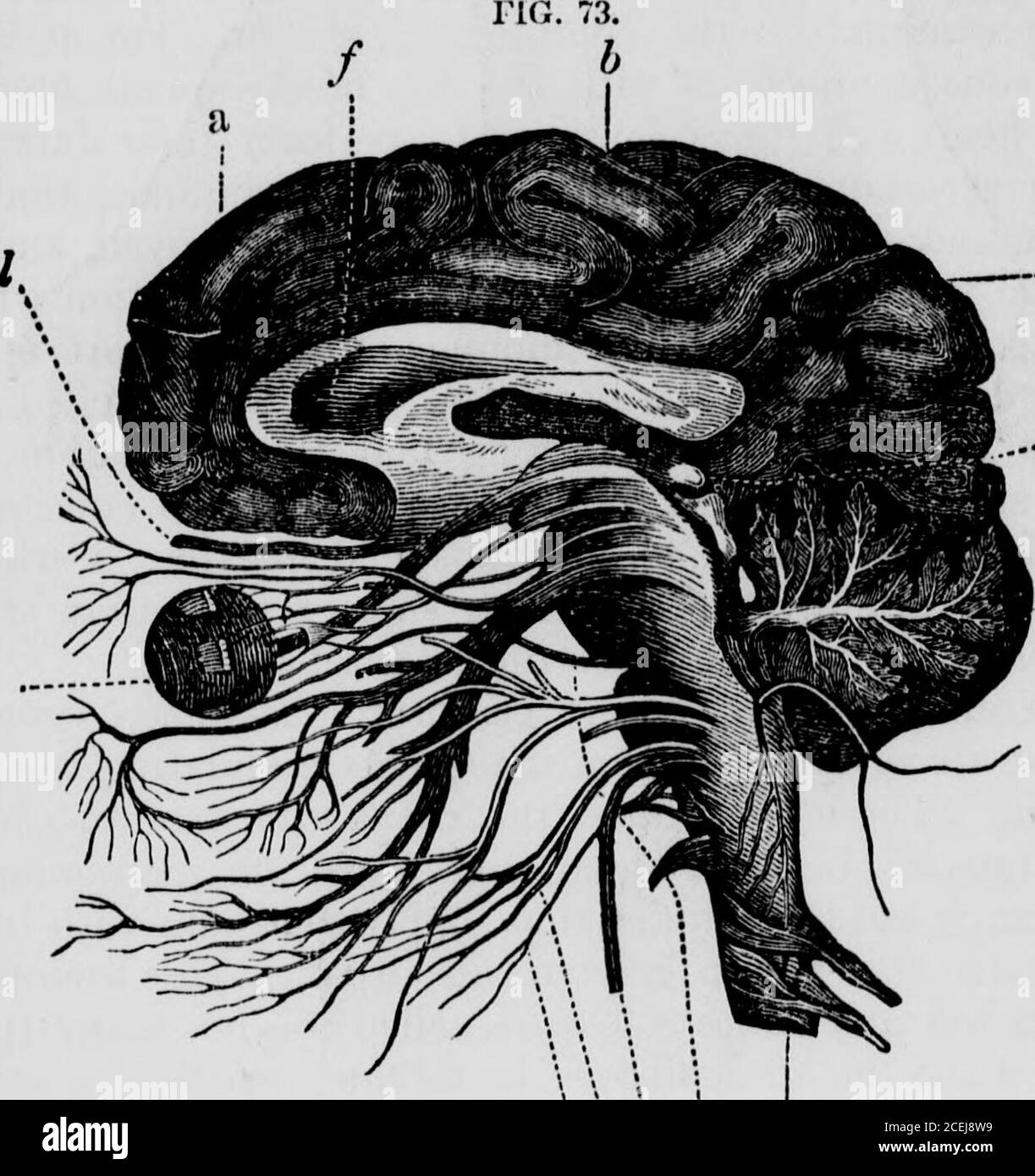 . Human physiology : designed for colleges and the higher classes in schools, and for general reading. NKRVOUS TRUNKS IN MAN. 144 HUMAN PHYSIOLOGY. Hemispheres and lobes of the brain. back part: at c is the great facial nerve, the chief nerve of theface; the spinal marrow, d, sends off branches on either sidein its whole length ; at e is the brachial plexus, a bundle ofnerves corning from the spinal marrow, which here unitetogether, and are then distributed to all parts of the arm; at iis a similar plexus from which are distributed nerves to thelower extremity;/, #, and h point to different ne Stock Photo