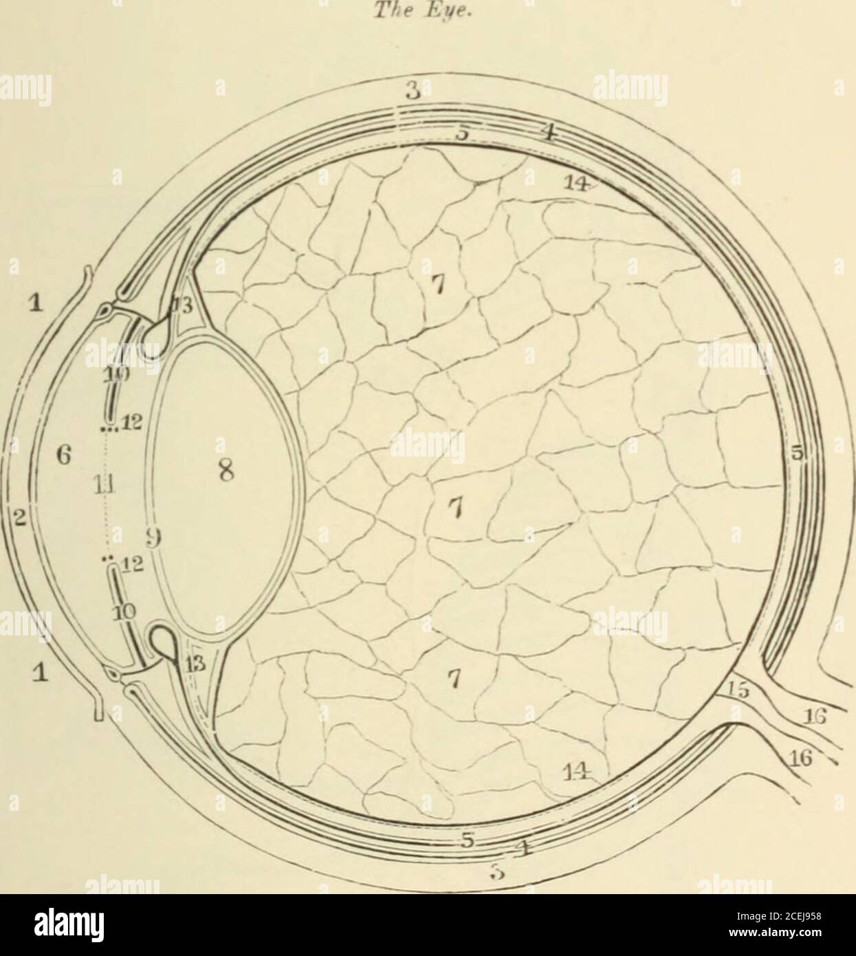 . Horses and stables. A Seat of curb. Pr.ATE 30.. 1. Conjunctiva. 2. Cornea. 3. Sclerotic coat. 4. Choroid coat. 5. Retina. 6. Aqueous humour. 7. Vitreous humour. 8. Crystalline lens. 9. Capsule of lens. 10. Iris. 11. Pupillary opening. 12. Corpora nigra. 13. Ciliary ligament. 14. Hyaloid membrane. 15. Optic nerve. 16. Arteries and veins. PlATK 31. bn u c . .JJ ■^ ti ... o 2 ■? .. e = P .2 .£ o ■ S..S ^ S .- &lt;iJ s • S GniOM OS u ^ 3 J; eo ^ in a 5 g g p .n :2 I DOS 3 £ a ;= n o Stock Photo