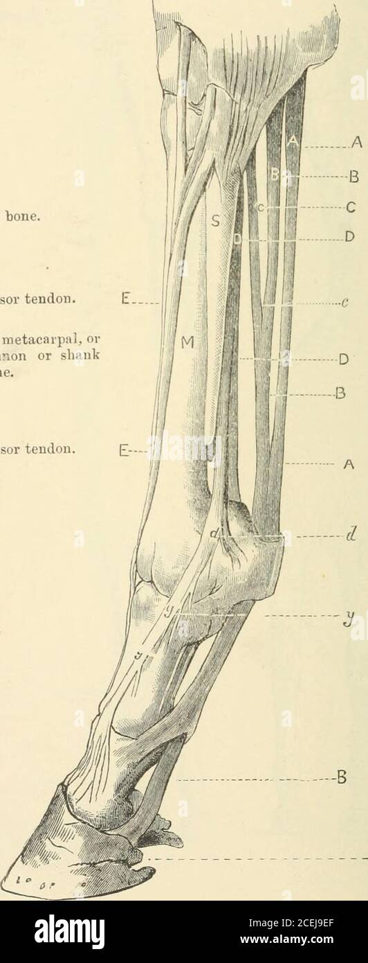 Horses And Stables Plate 27 Tendons And Ligaments Of The Fore Leg S Splint Bone E Extensor Tendon M Great Metacarpal Orcaunon Or Shankbone E Extensor Tendon A Flexor Perforatus B Flexor