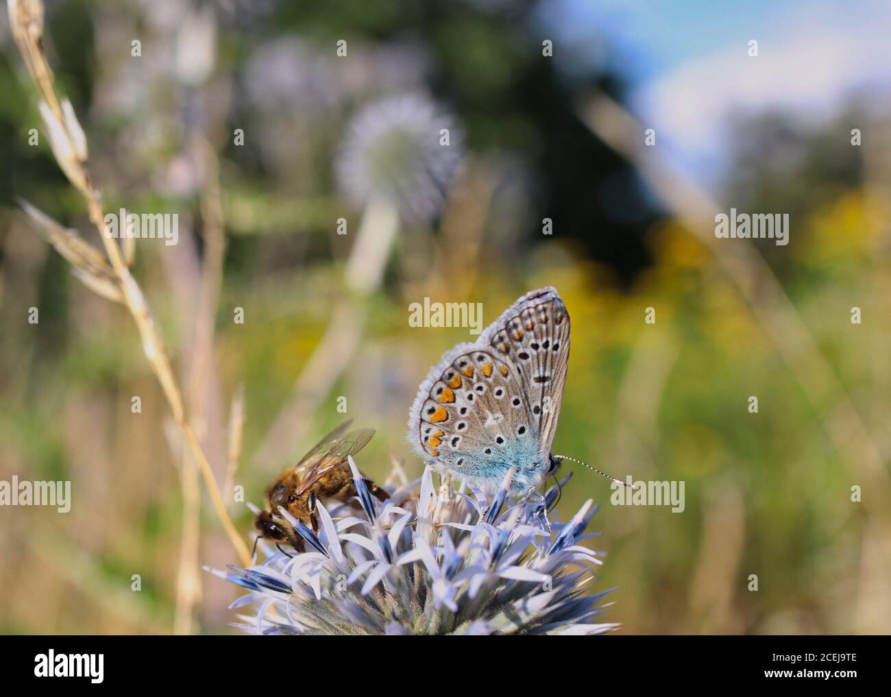 The Common Blue Butterfly and Western Honey Bee Pollinate Great Globe-Thistle on Czech Meadow. Polyommatus Icarus and European Honey Bee in Nature. Stock Photo