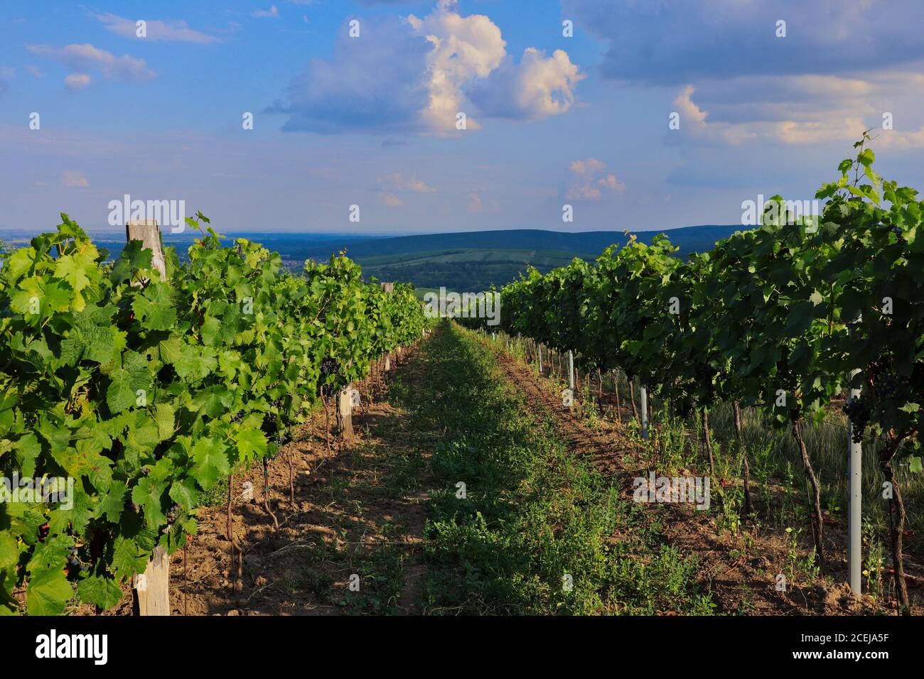 Vineyard in Palava Protected Landscape Area with Beautiful View in the Distance. Green Plants of the Common Grape Vine (Vitis Vinifera) in Moravia. Stock Photo