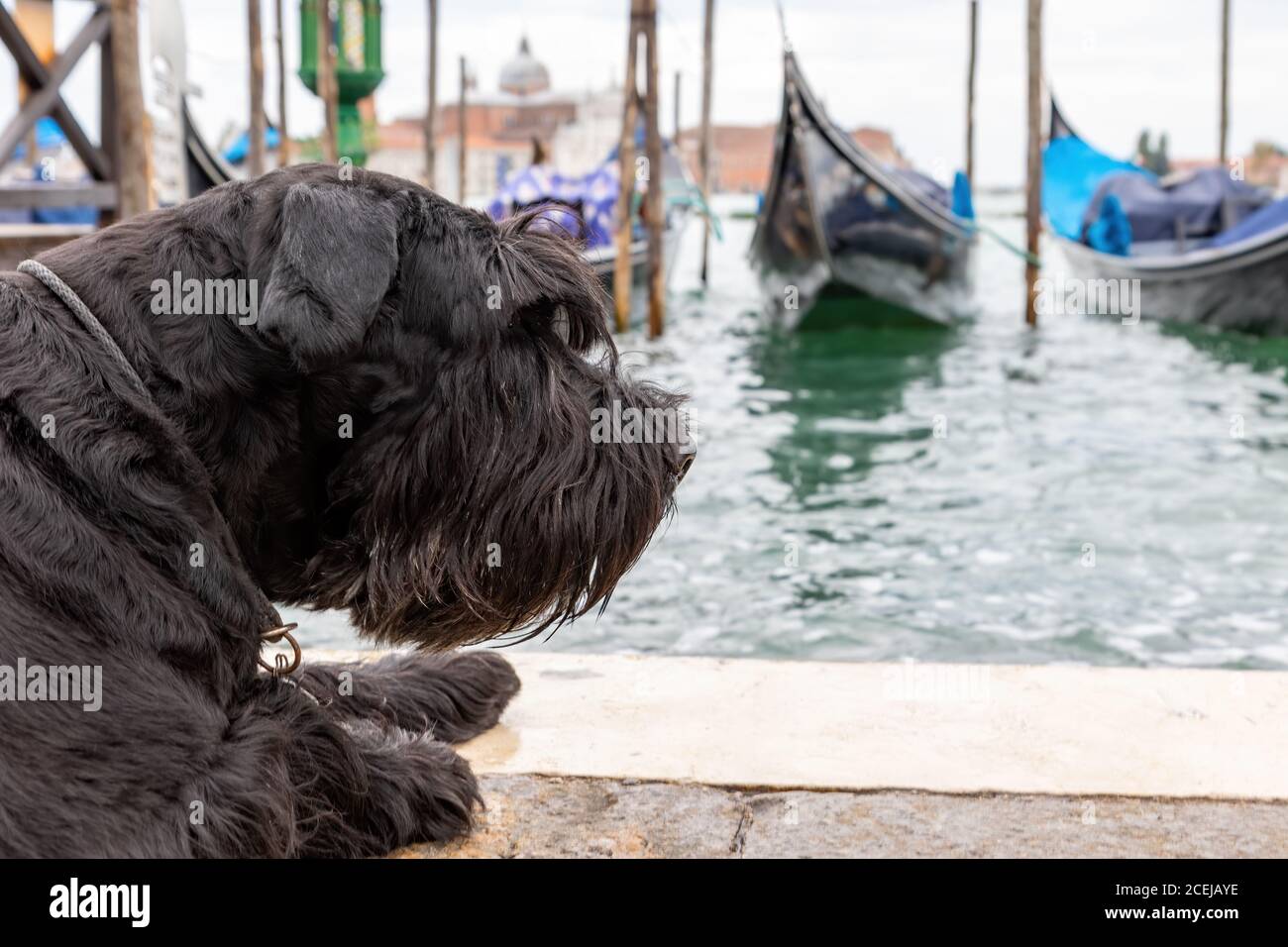 Side view of the Big Black Schnauzer lying in front of gondolas in Venice (San Marco Square, Venice, Italy). Stock Photo