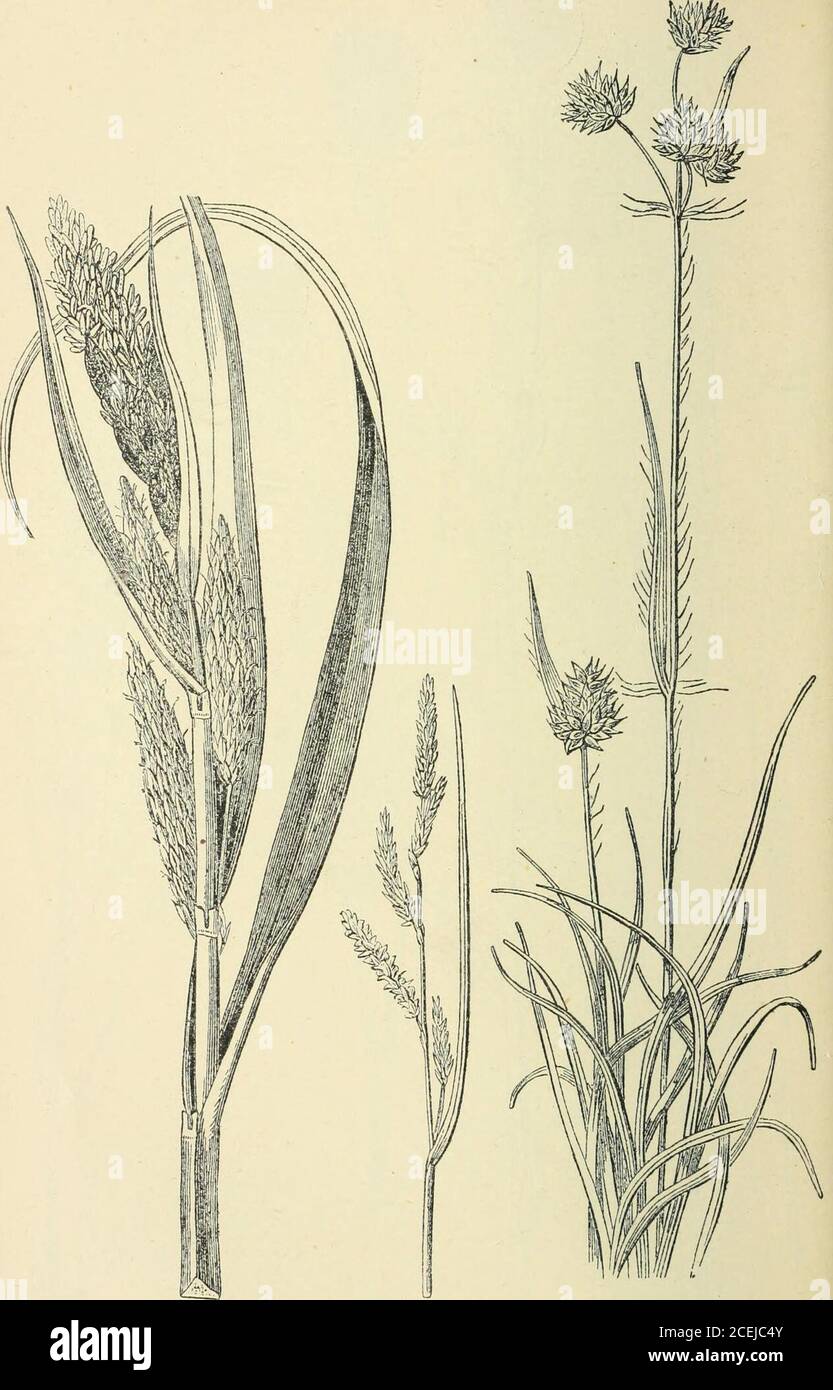 . Horses and stables. No. 28. Sib Plantain.{Plantago lanceolata.) Xo. 29. Sard or Blackheads, or Knapweed.{Centaurea nigra.) No. 30. Hattle in Seed.{Rhinanthus crista-galU.) Plate 20. WEEDS.. No. 31. Common Bank Sedge.(Carex riparia.) Small Sedge. No. 32. Wood Mush.{Luzula campestris.) Plate 21. Stock Photo