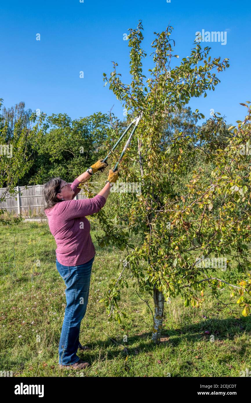 pruning plum trees download pruning plum trees download