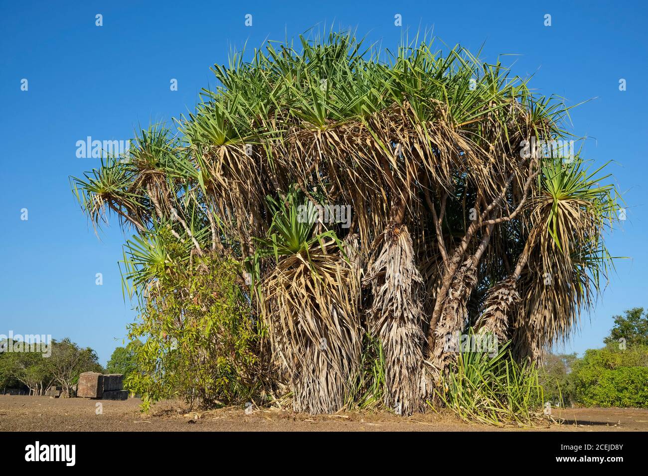 Pandanus spiralis in the Northern Territory of Australia Stock Photo