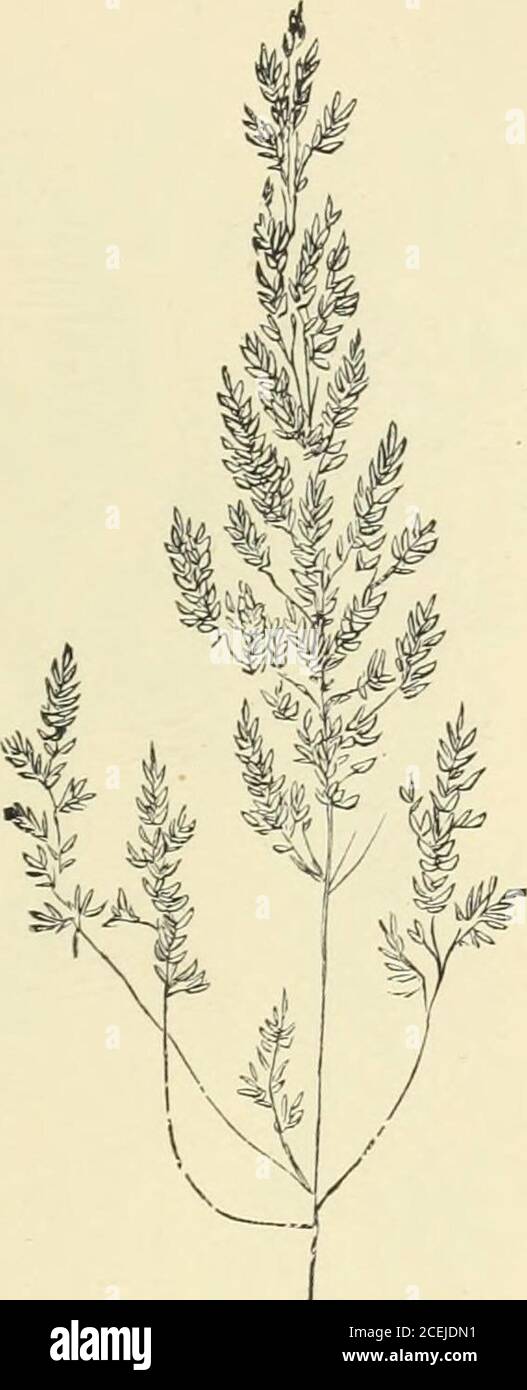 . Horses and stables. No. 7. Cocksfoot.(Daciylis glomerata.)  No. 8. Smooth Meadoiv Grass,{Poa pratensis.) Plate 12, INFERIOR GRASSES, CONTINUED. Stock Photo
