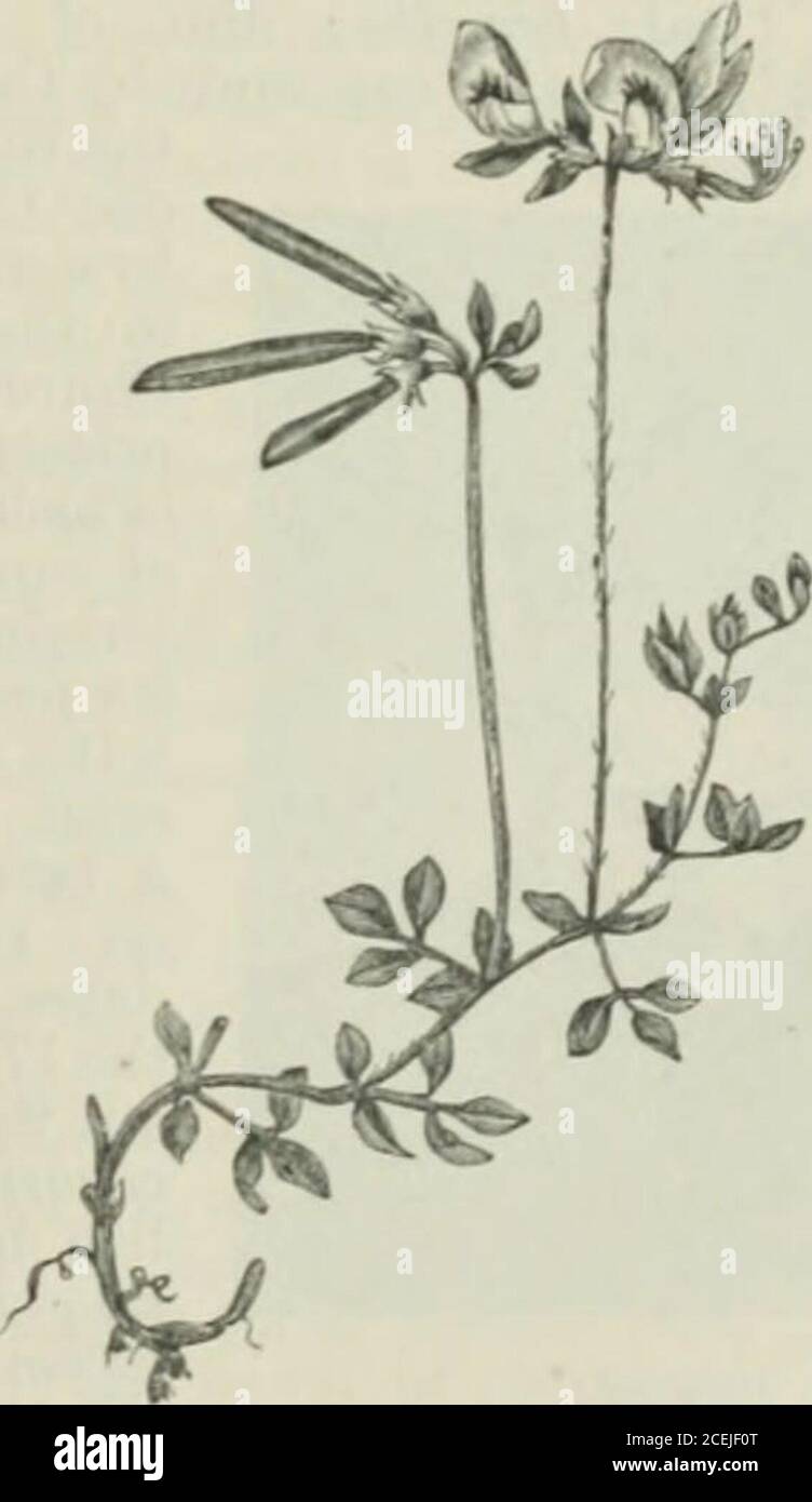 . Chambers's encyclopaedia; a dictionary of universal knowledge. ular and its botanical name from the resem-)lance of the curved pods to birds claws ; theleaves are pinnate, witli a terminal leaflet. TheCommon Birds-foot (0. perpiisillus) grows on drysandy or gravelly soils, and is a small plant oflittle importance, although eagerly eaten by sheei).But 0. aatirus, an annual growing to the heightof 2 or 3 feet, a native of Portugal, is culti-vated in that countrj as green food for cattle,and is verj- succulent and nutritious. Like itsBritish congener, it grows well on verj poor soils.Its Portug Stock Photo