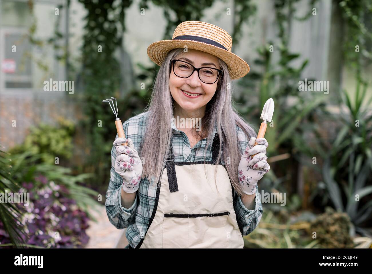 Portrait of senior gray haired woman gardener in checkered shirt, apron and straw hat, posing with gardening tools indoors in greenhouse on the Stock Photo