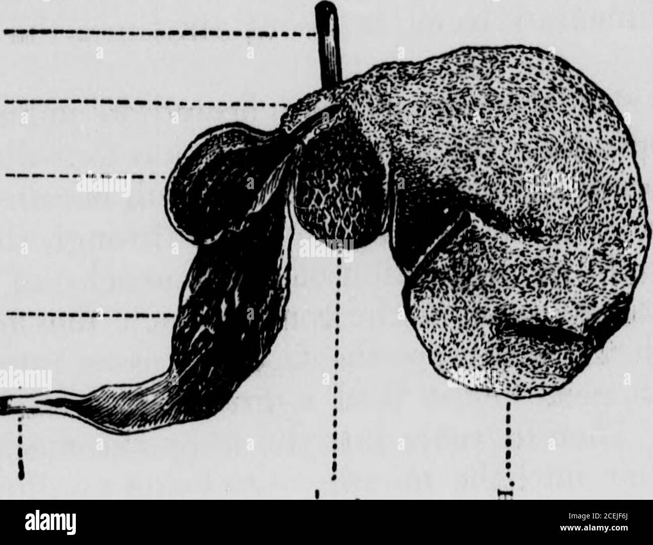 Human physiology : designed for colleges and the higher classes in schools,  and for general reading. STOMACHS OF THE SHEEP. FIG. 20. OSBOPHAGIIH.  GROOV1..MANVPLIKK.. INTERIOR OF THE STOMACHS OF THE SHEEP.