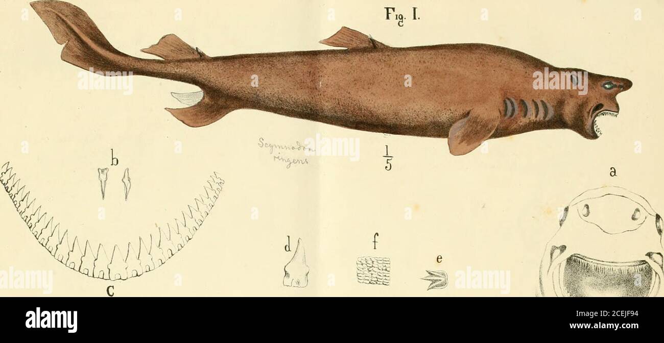 Centroscymnus coelolepis hires stock photography and images Alamy