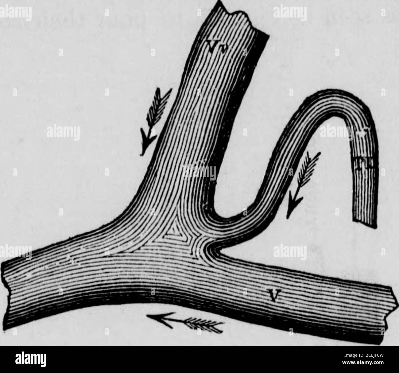 Blood Circulation Black And White Stock Photos Images Page 3 Alamy