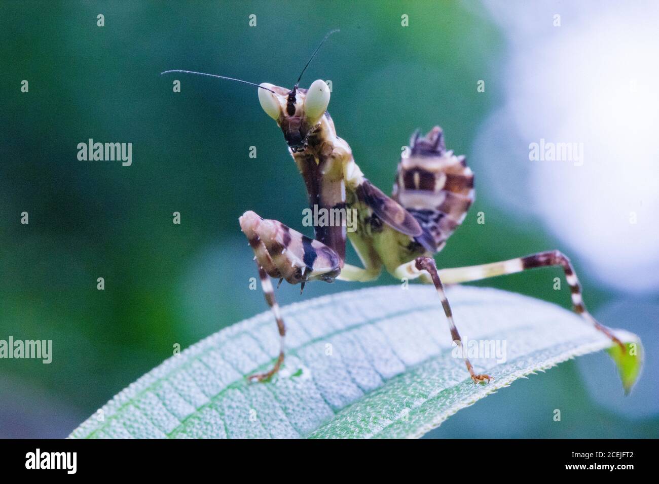 flower mantis, Creobroter sp., nymph, Sinharaja National Park, Sri Lanka Stock Photo