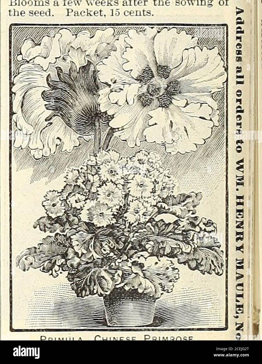 . The Maule seed book for 1905. reenhouse plants, doing well incool rooms. The.v are 8 or 10 incheshigh, and the flowers are variously cutand fringed. Separate colors, as follows: While. Pure white. Packet, 25 cts. Rose. A delicate shade. Pkt., 25c. Crimson. A rich color. Pkt., 25c. Blue. A violet blue. Pkt., 35 cts. Finest Mixed. All shades andcolors. Flowers, self colored, zoned,eyed and striped. Packet, 20 cents. Cowslip. Irimula veris. A prett.v,spring-flowering perennial. Colors in-clude shades of yeUow, urown, etc. FineMixed. Packet. 5 cents. English Primrose. Primula vul-garis. The wild Stock Photo