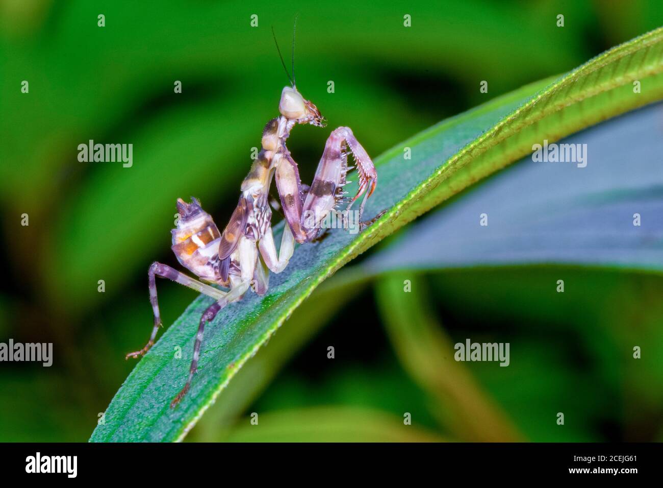 flower mantis, Creobroter sp., nymph, Sinharaja National Park, Sri Lanka Stock Photo