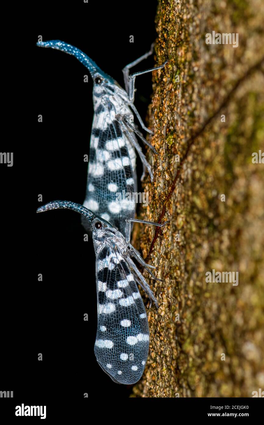 lanternbug, Pyrops maculatus, endemic, Sinharaja National Park, Sri Lanka Stock Photo