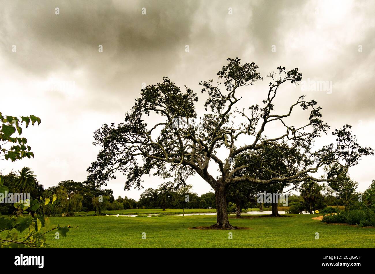 Mighty oak tree hi-res stock photography and images - Alamy