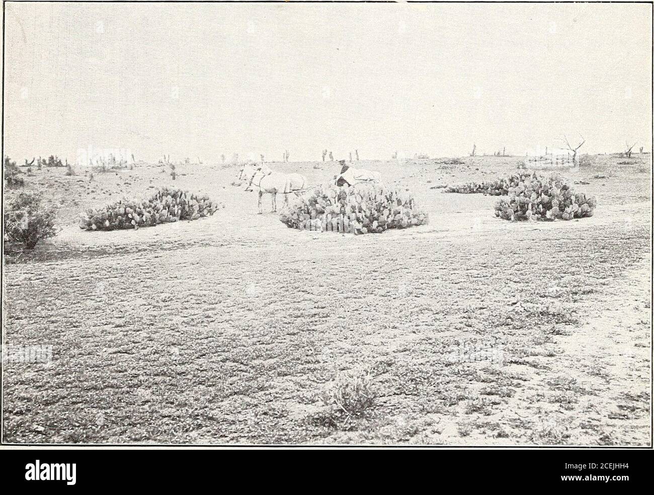 . Range investigations in Arizona. Fig. 1.—Alfilerilla and Indian Wheat near Dudleyville. In the Central Fore-ground is Shown Closely Grazed Bushes of Jojoba (Simondsia californica).. Fig. 2.—Alfilerilla and Indian Wheat near Oracle. Opuntia engelmanni, Yuccaradiosa, and Mesquite (Prosopis velutina) are the Conspicuous Plants. ALFILERILLA RANGE. Bui. 67, Bureau of Plant Industry, U. S. Dept. of Agriculture. Plate VII Stock Photo