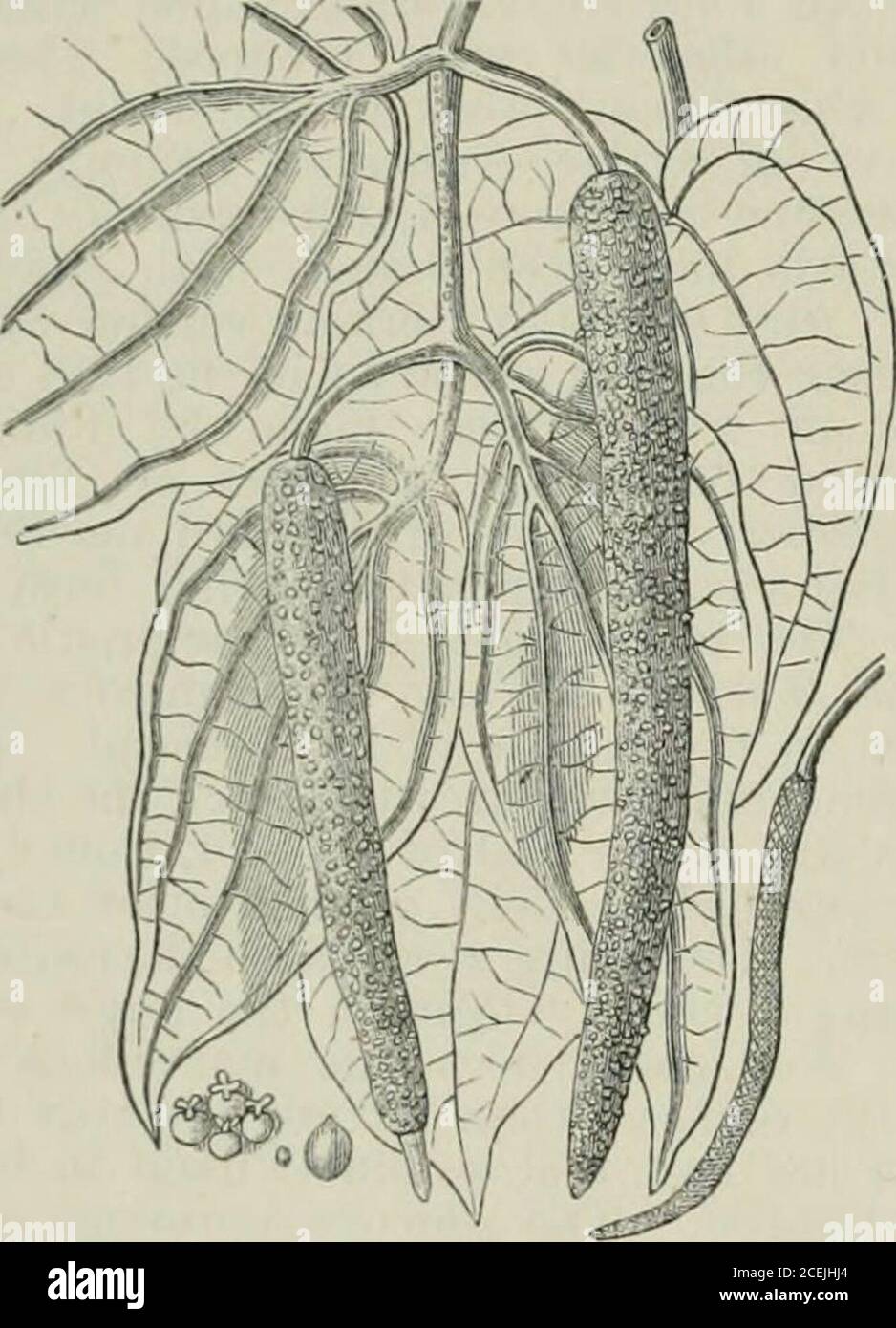 Chambers S Encyclopaedia A Dictionary Of Universal Knowledge T Of The Farthereast Especially Hy The Malay And Hindu Races As Early As Fryer 1g73 Hetel Lte Lt J Ins To He Usederroneously As A Synonym For