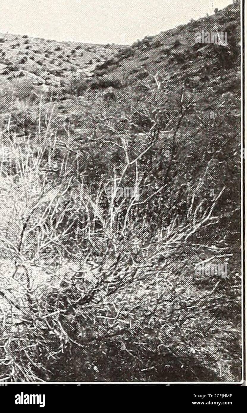 . Range investigations in Arizona. Fig. 2.—Erosion Along Pantano Wash, East of Santa Rita Mountains,October, 1902. 67, Bureau of Plant Industry, U. S. Dept. of Agriculture. Plate VI. ■-«^r. Fig. 1.—Alfilerilla and Indian Wheat near Dudleyville. In the Central Fore-ground is Shown Closely Grazed Bushes of Jojoba (Simondsia californica). Stock Photo