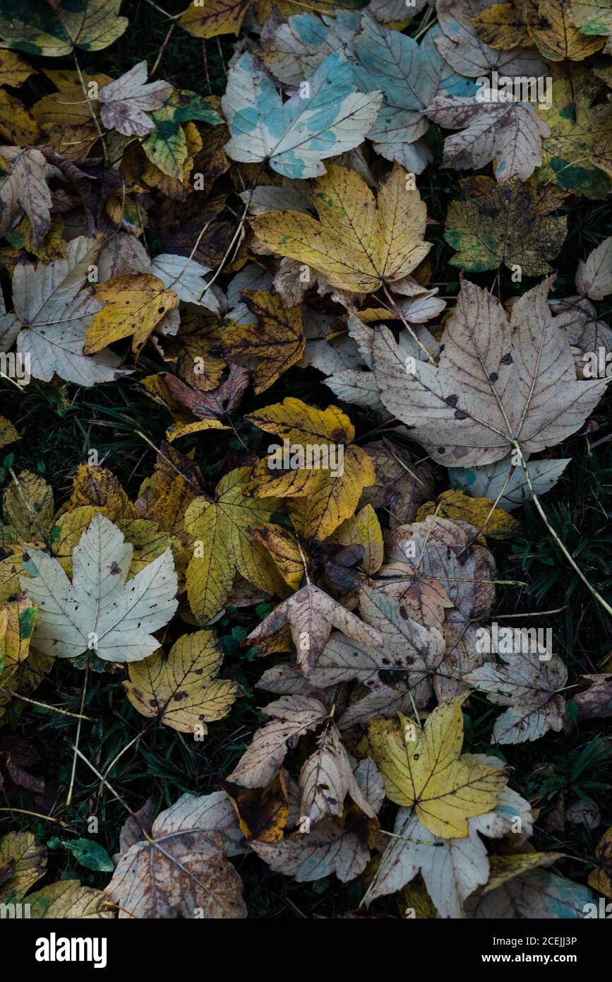Autumn leaves lying on ground Stock Photo - Alamy