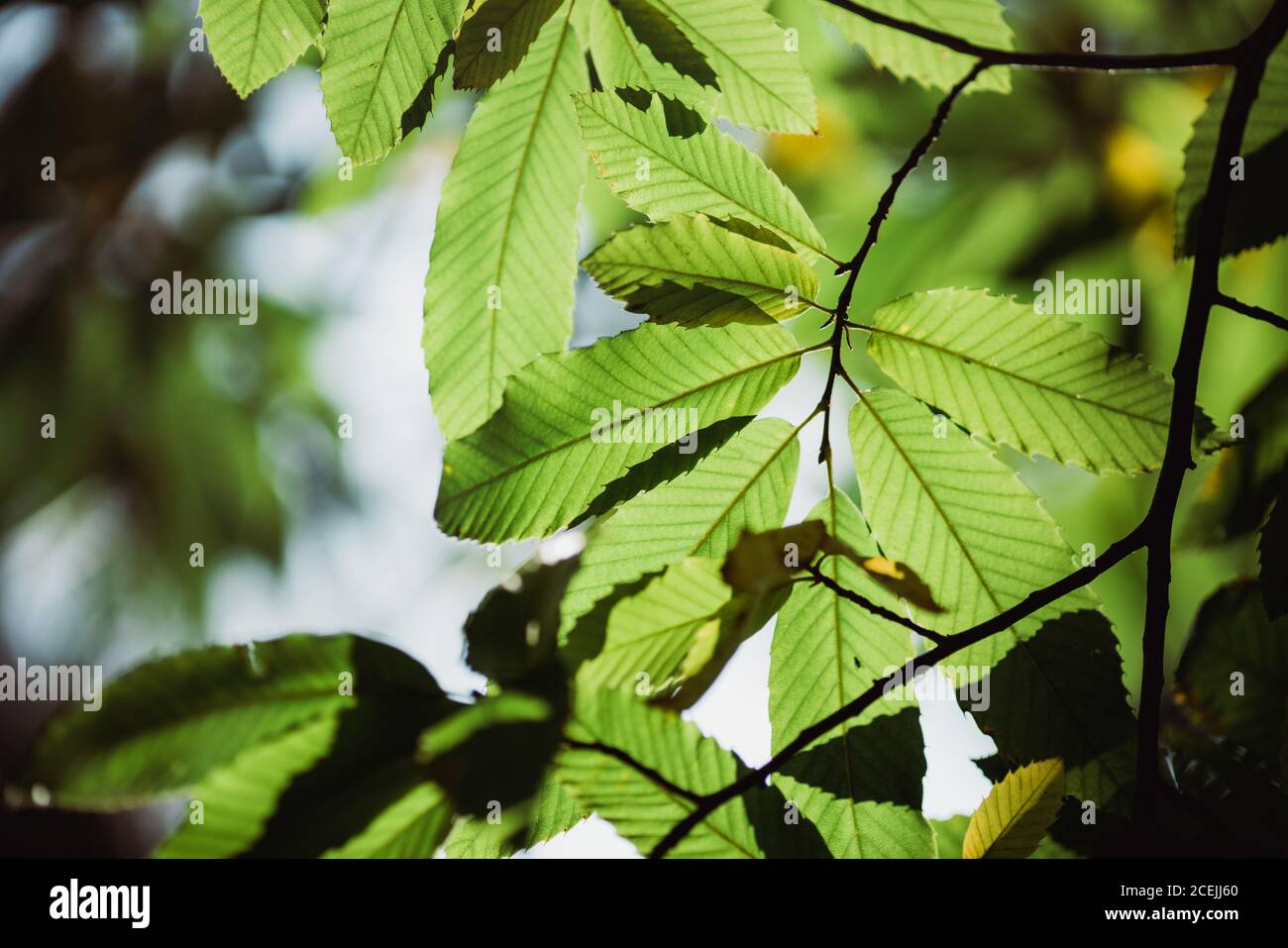 Tree background green leaves hi-res stock photography and images - Alamy