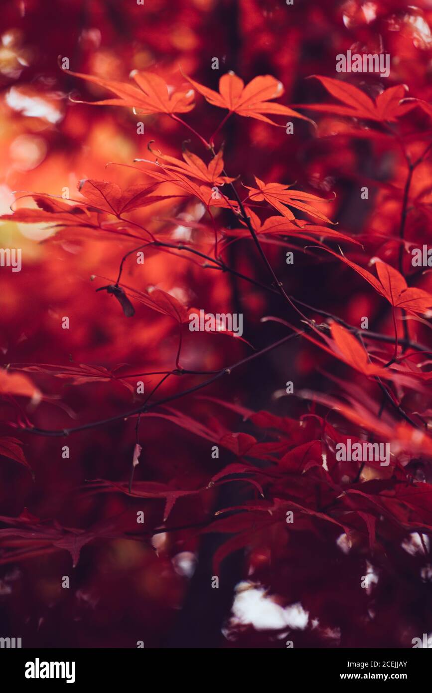 Tree branch red autumn leaves hi-res stock photography and images - Alamy