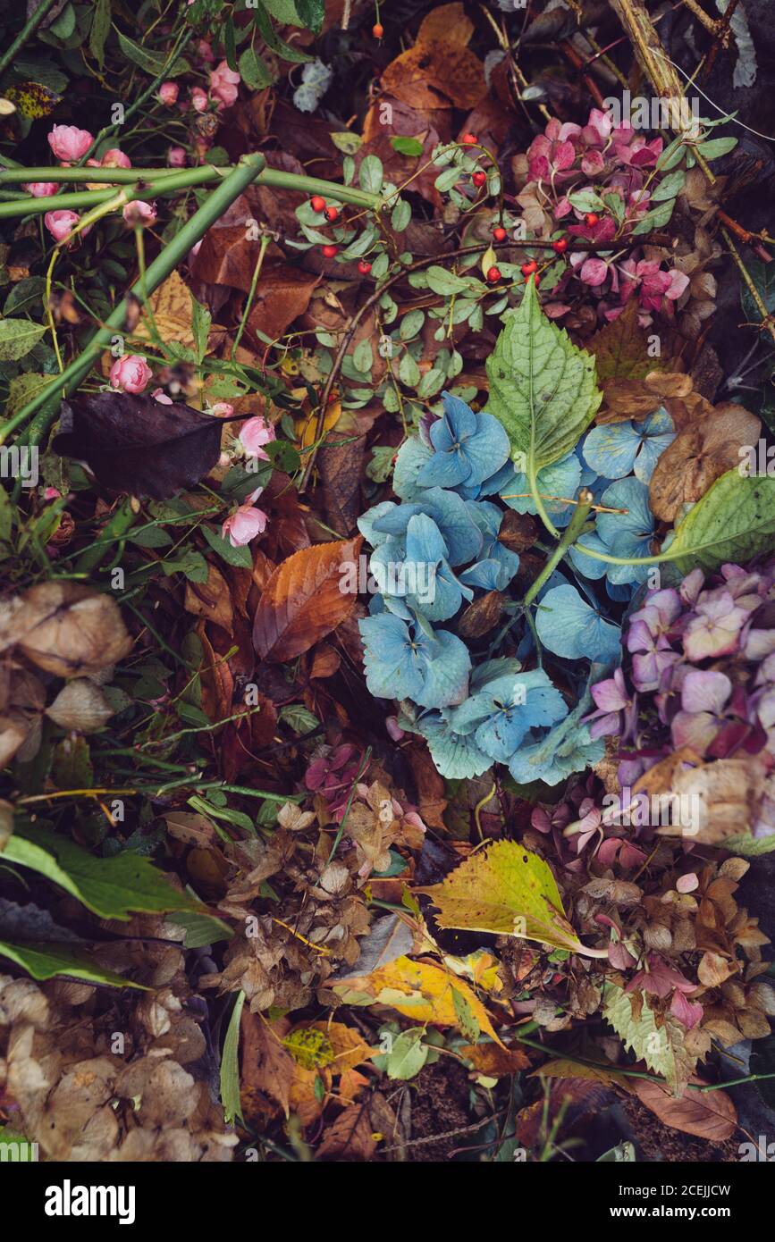 Beautiful autumn in the forest hi-res stock photography and images - Alamy
