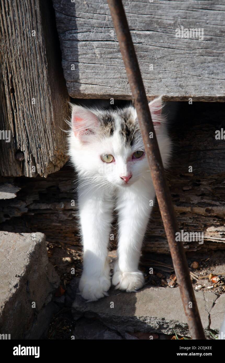 heydon cat rescue