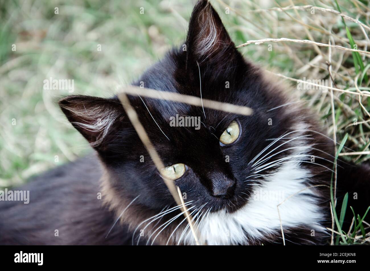 heydon cat rescue
