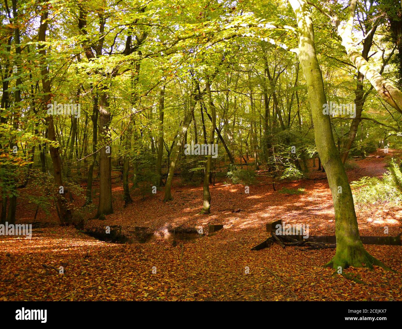 Burnham Beeches In Buckinghamshire High Resolution Stock Photography