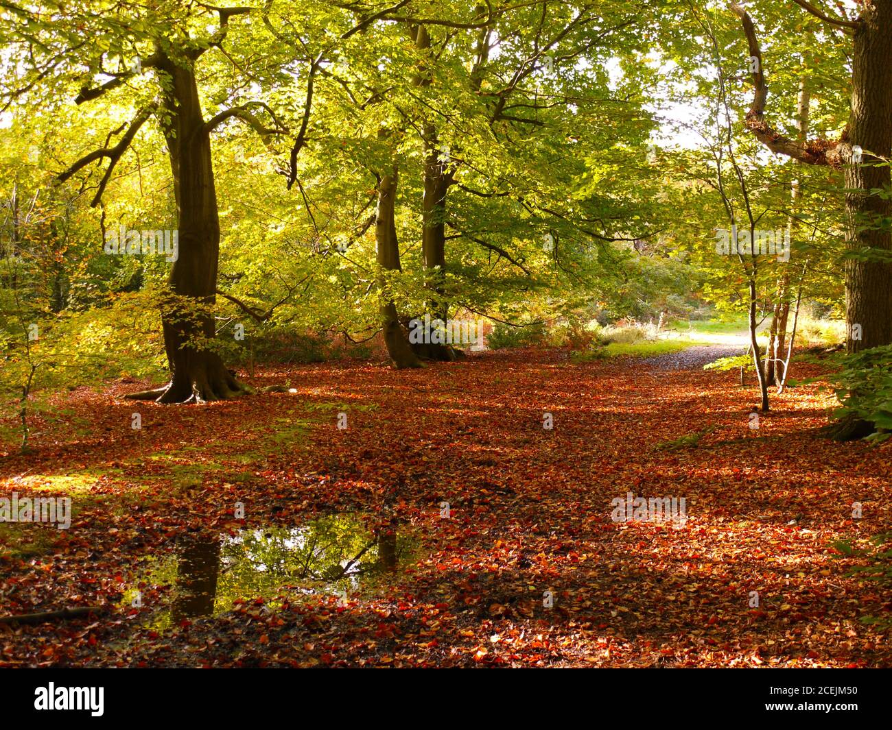 Burnham Beeches, Burnham, Buckinghamshire, UK. Stock Photo