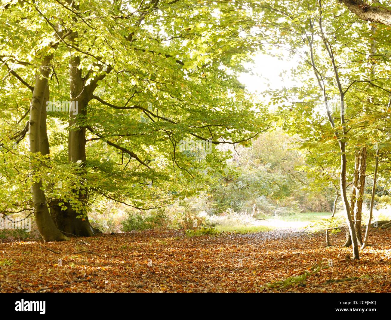 Burnham Beeches, Burnham, Buckinghamshire, UK. Stock Photo